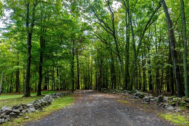 a view of a yard with plants and large trees