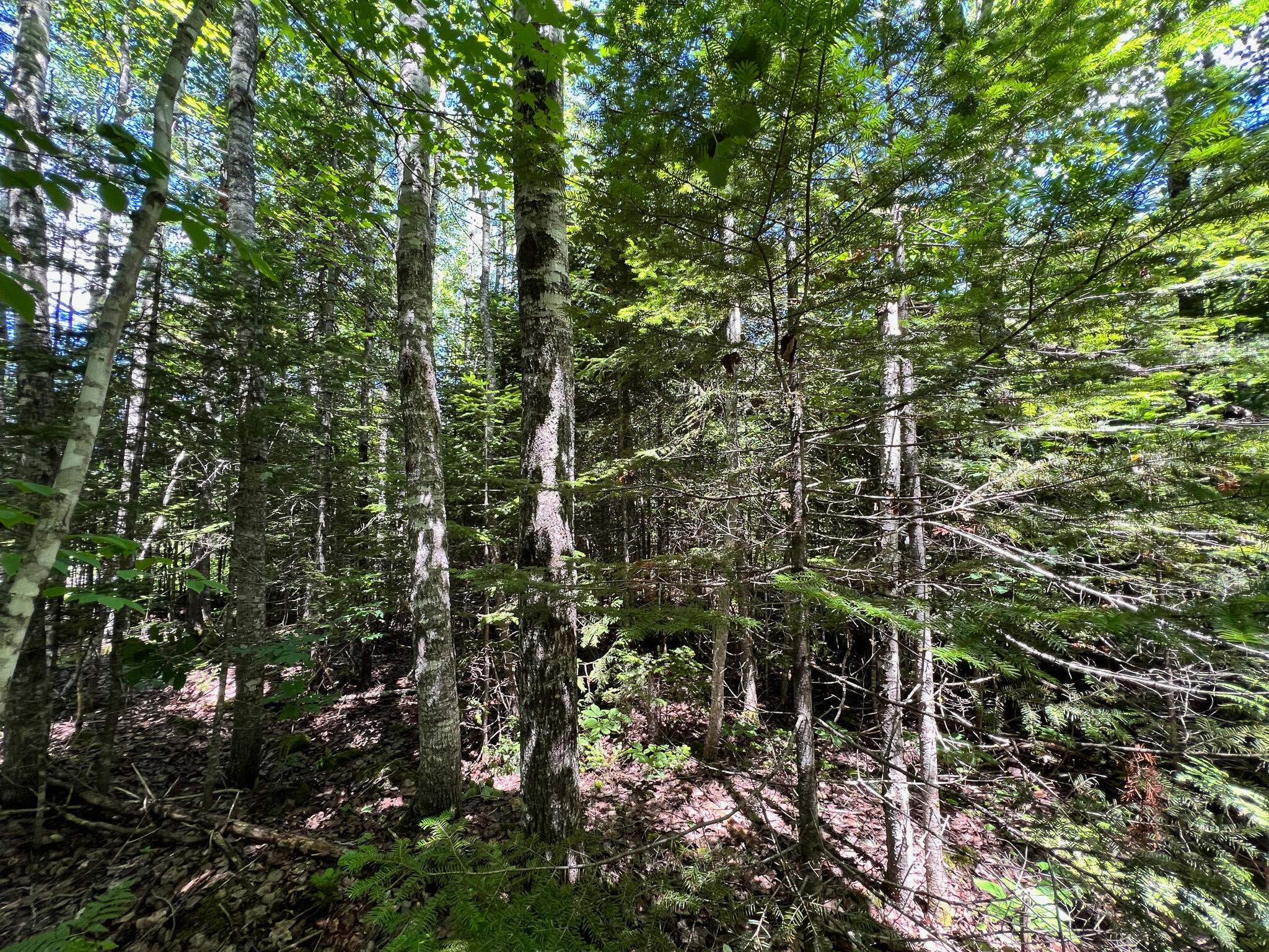 Lot 4 Woodland Ridge Road Danforth, ME 04424 - Photo 12 of 17