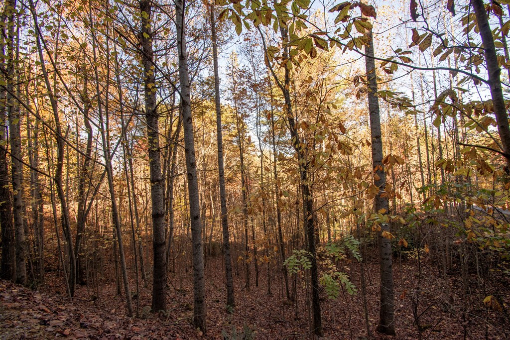 66 Choctaw Rdg Trail Murphy, NC 28906 - Photo 4 of 10