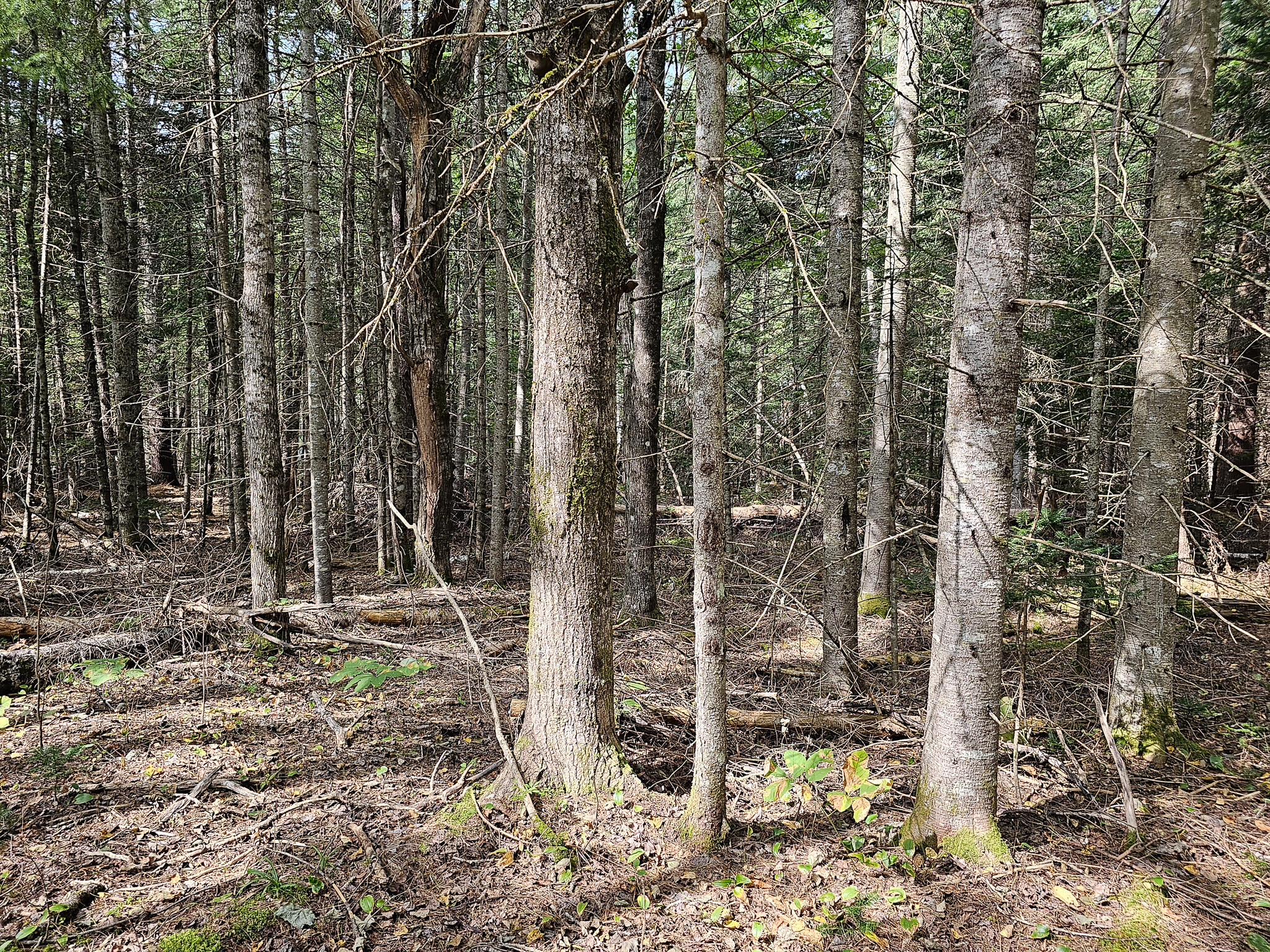 Lot 33 Off Dodlin Road Enfield, ME 04493 - Photo 12 of 27 20230926_120712