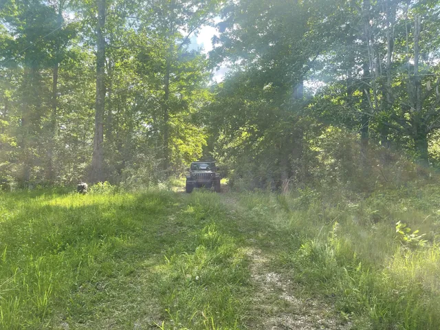 a view of a yard with plants and tree