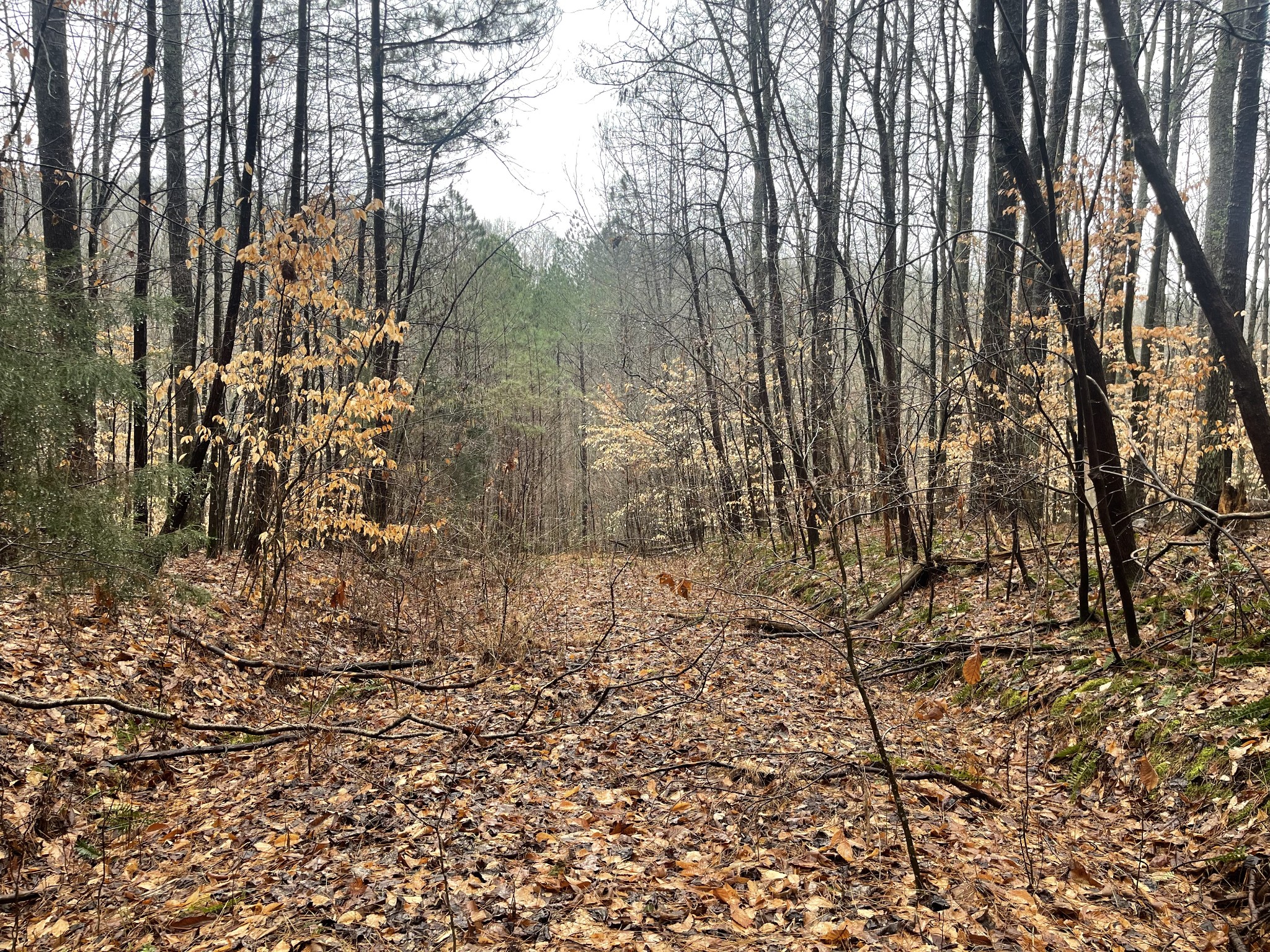 7822 Barnhill Road Primm Springs, TN 38476 - Photo 6 of 22