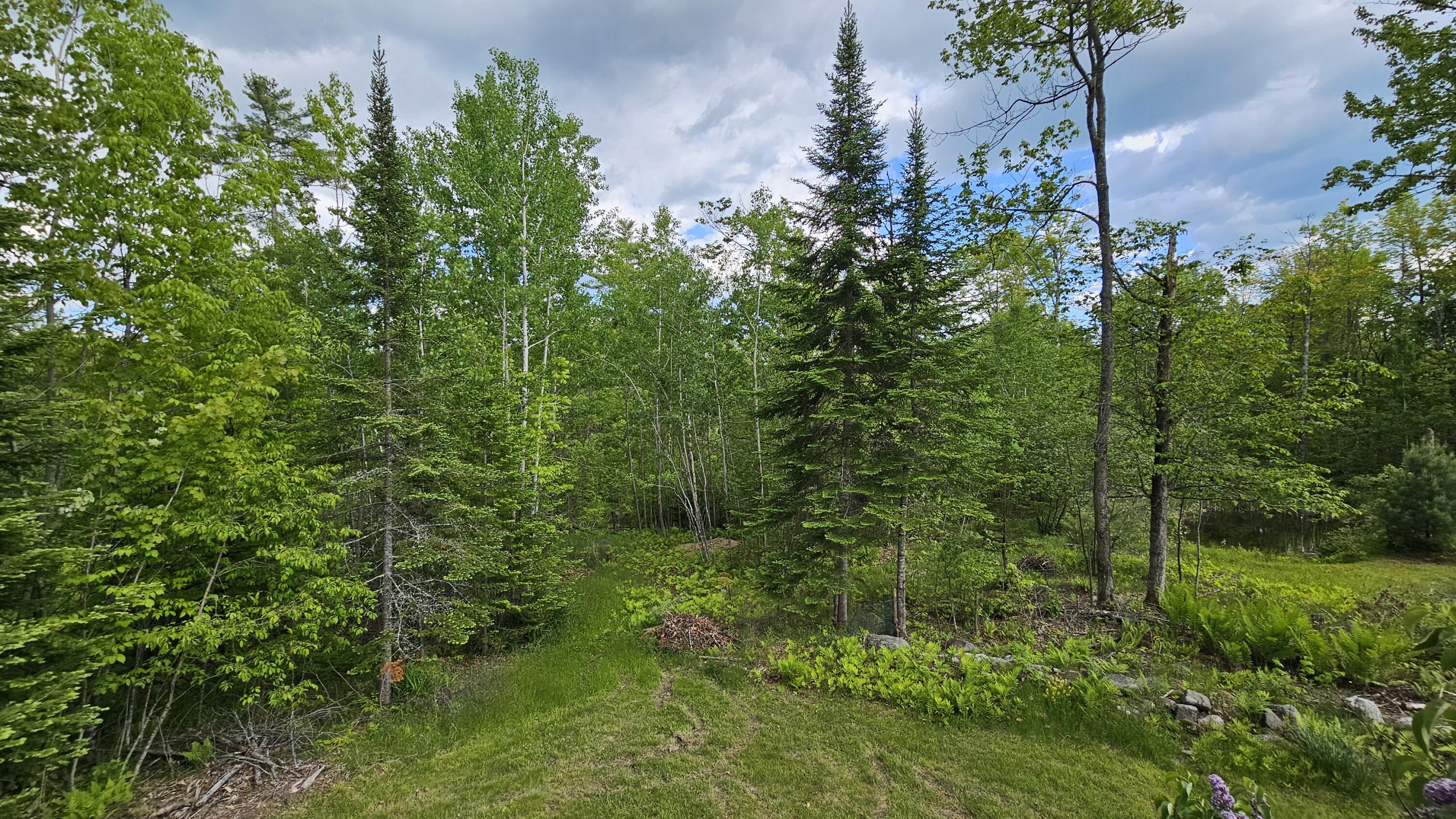271 Bigelow Road St. Albans, ME 04971 - Photo 45 of 60 Trees