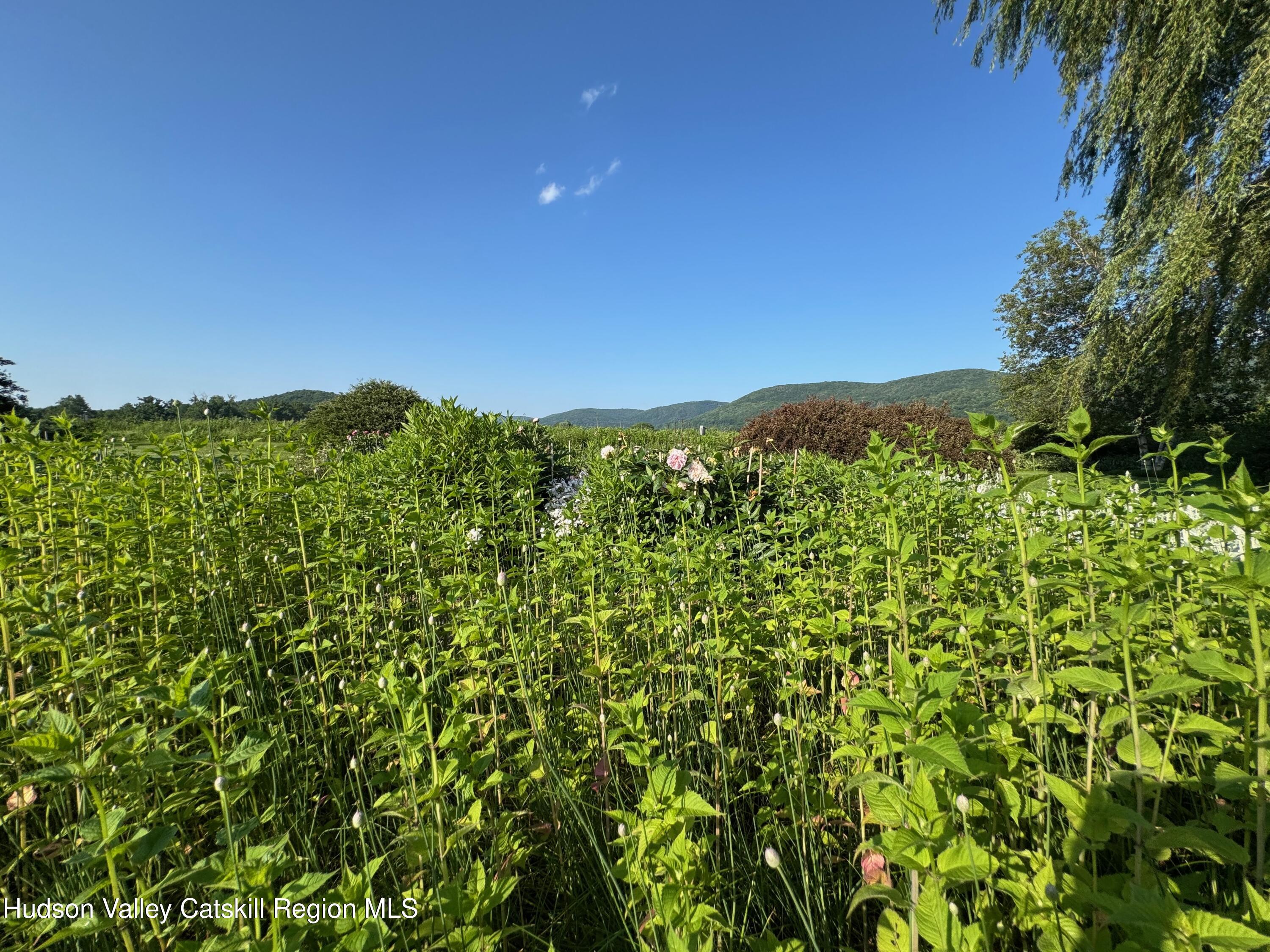110 County Route Copake, NY 12516 - Photo 25 of 27 IMG_4433