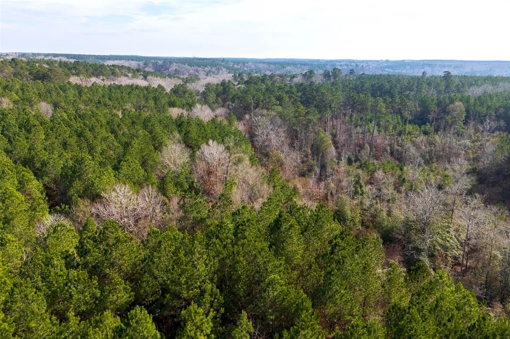 0 County Road 1247 Timpson, TX 75975 - Photo 12 of 26 a view of a green field with lots of bushes
