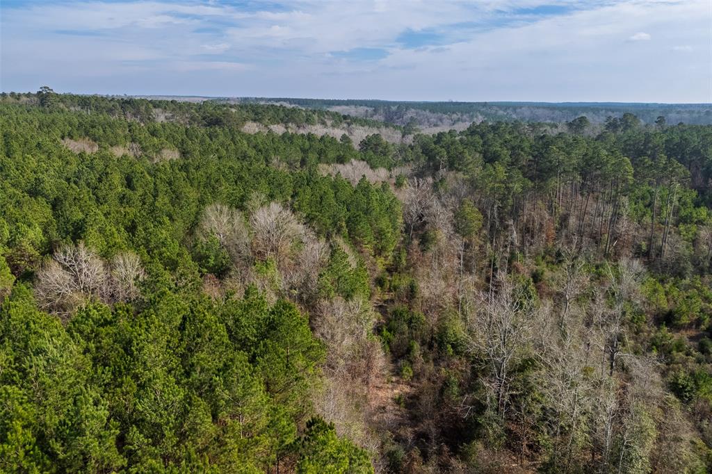 0 County Road 1247 Timpson, TX 75975 - Photo 13 of 26 a view of a green field with lots of bushes