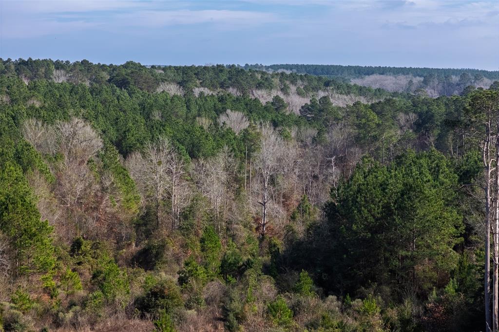 0 County Road 1247 Timpson, TX 75975 - Photo 15 of 26 a view of a city with lush green forest