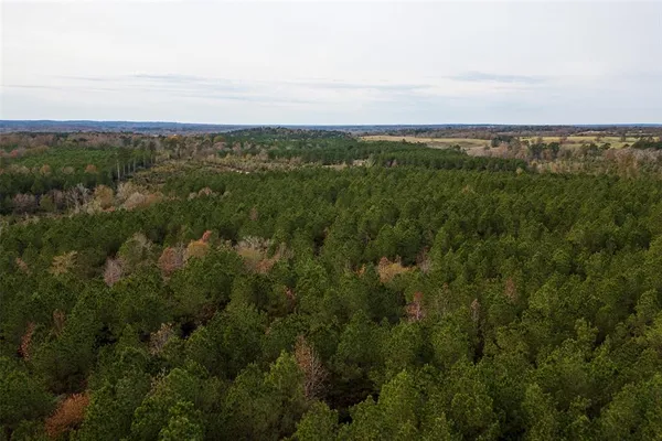 a view of a big yard with plants and large trees