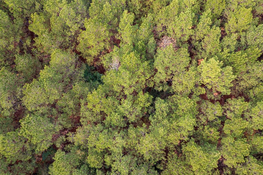 0 County Road 1247 Timpson, TX 75975 - Photo 23 of 26 a view of a big yard with plants and large trees