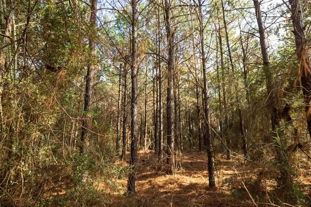a view of covered with green space