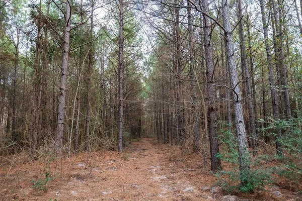 a view of a forest with trees in the background