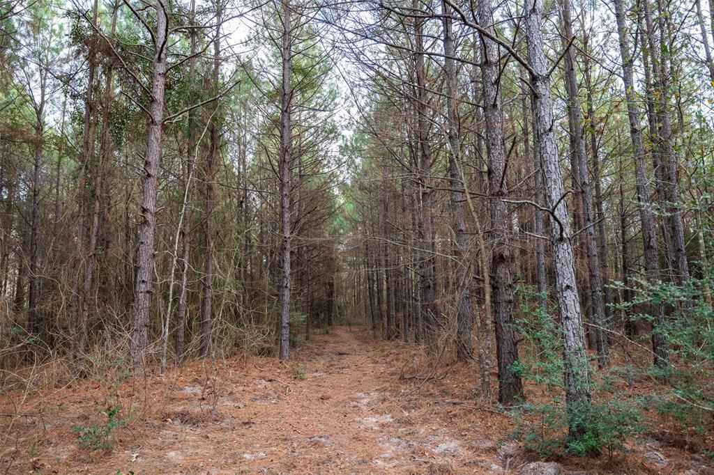0 County Road 1247 Timpson, TX 75975 - Photo 7 of 26 a view of a forest with trees in the background
