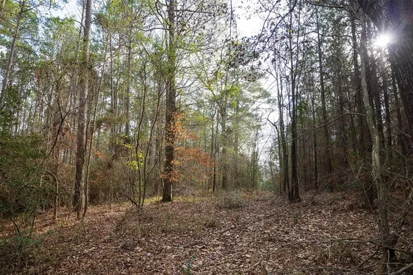 a view of a forest with trees in the background