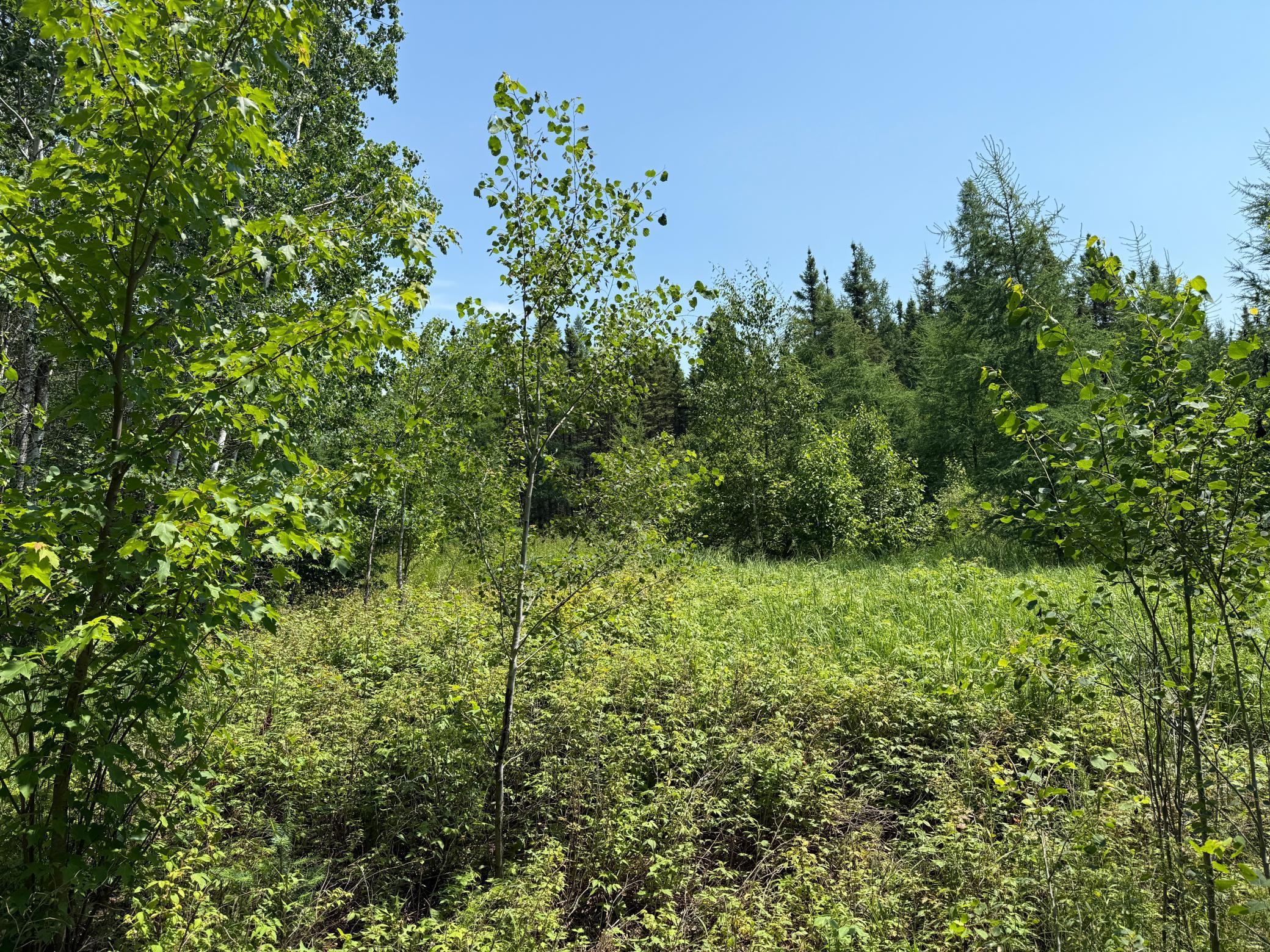 Tbd Tbd Arkola Road Cotton, MN 55724 - Photo 12 of 54