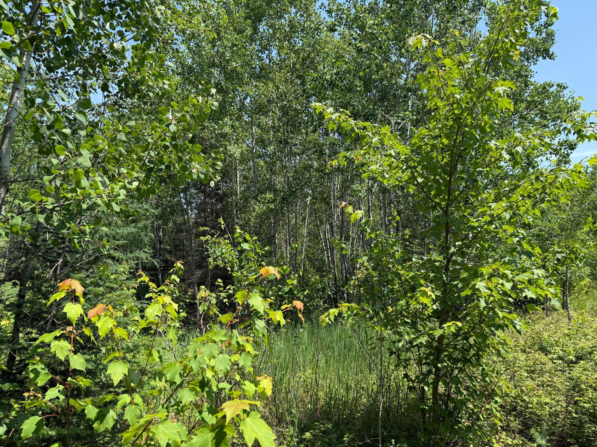 Tbd Tbd Arkola Road Cotton, MN 55724 - Photo 13 of 54