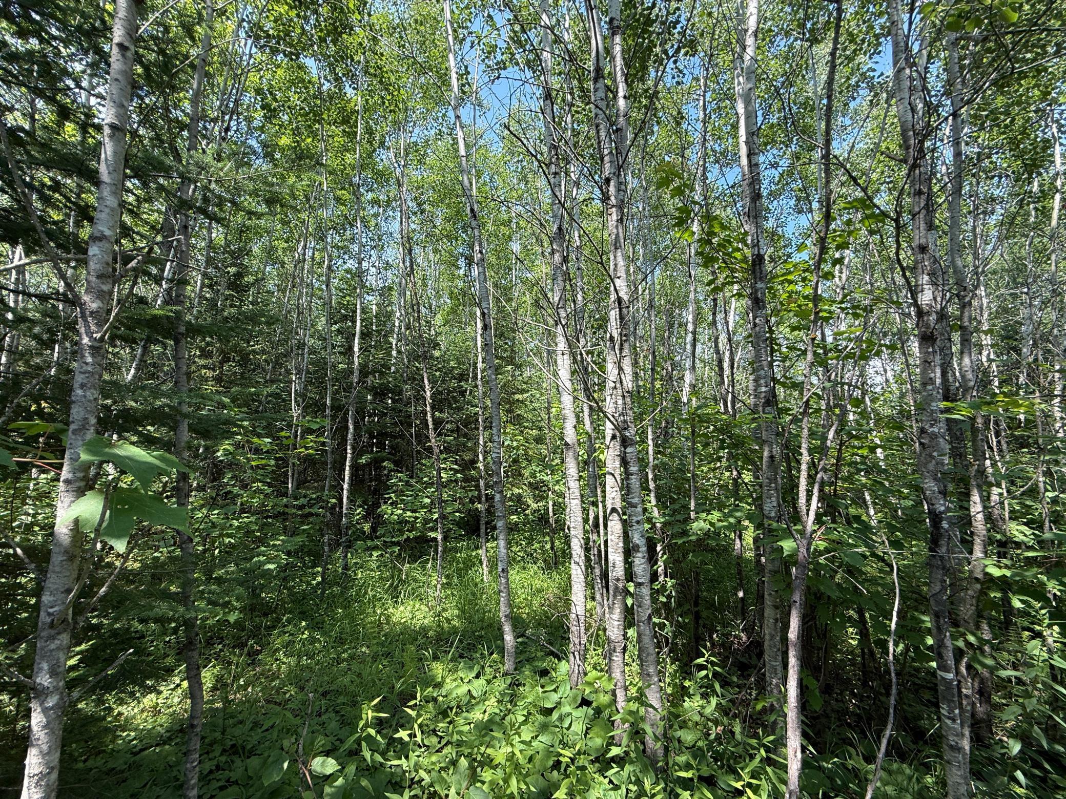 Tbd Tbd Arkola Road Cotton, MN 55724 - Photo 15 of 54