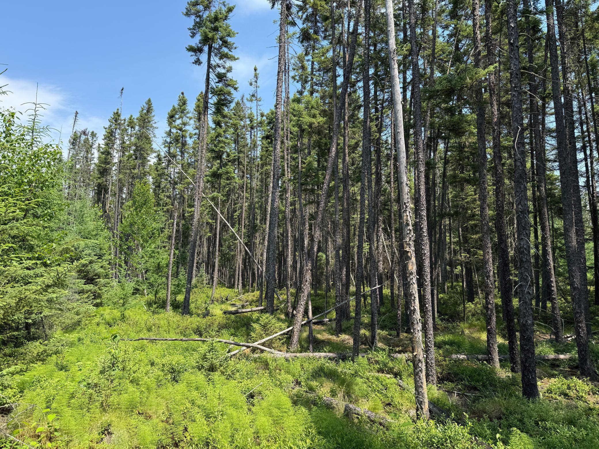 Tbd Tbd Arkola Road Cotton, MN 55724 - Photo 16 of 54