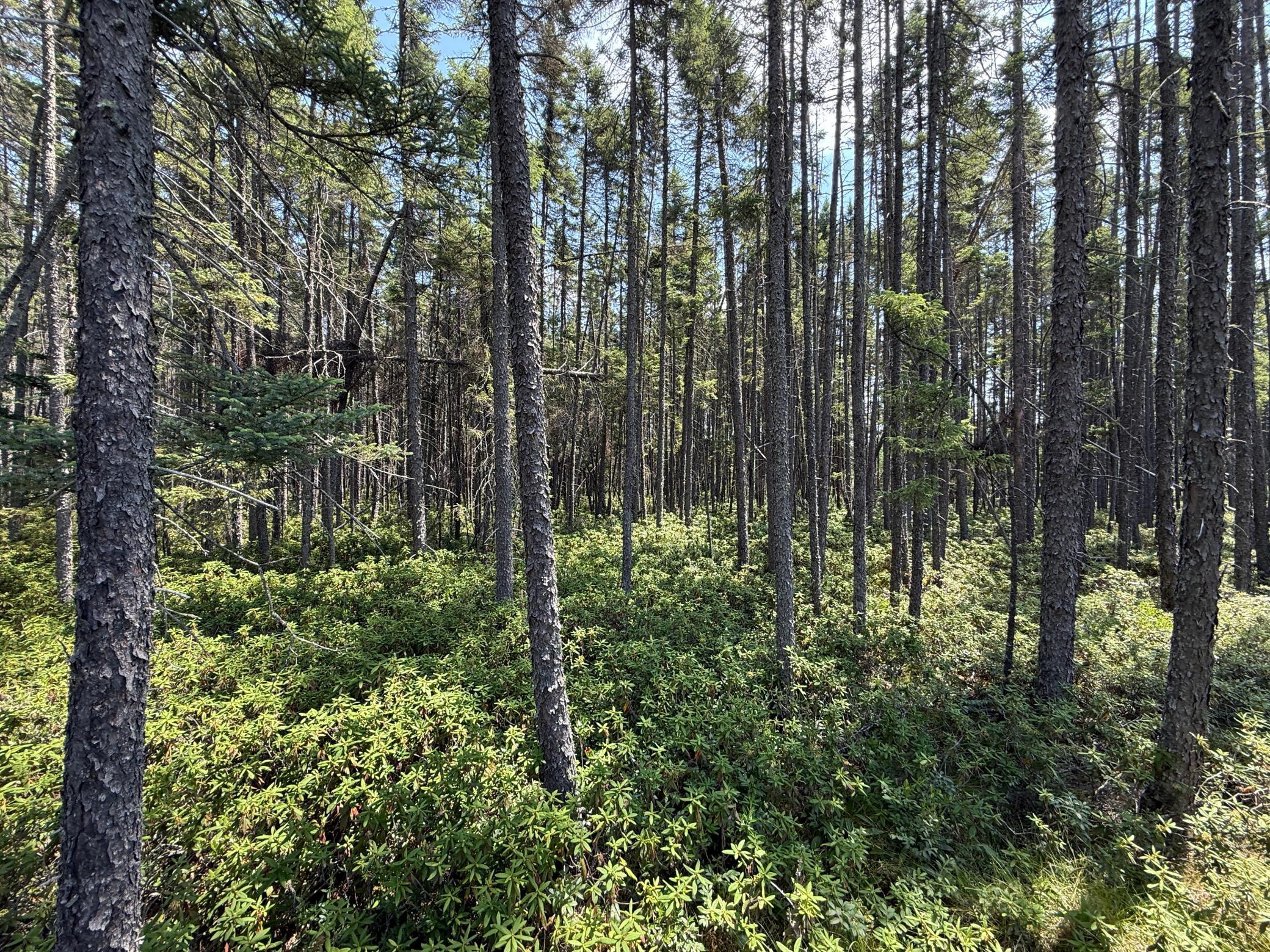 Tbd Tbd Arkola Road Cotton, MN 55724 - Photo 19 of 54