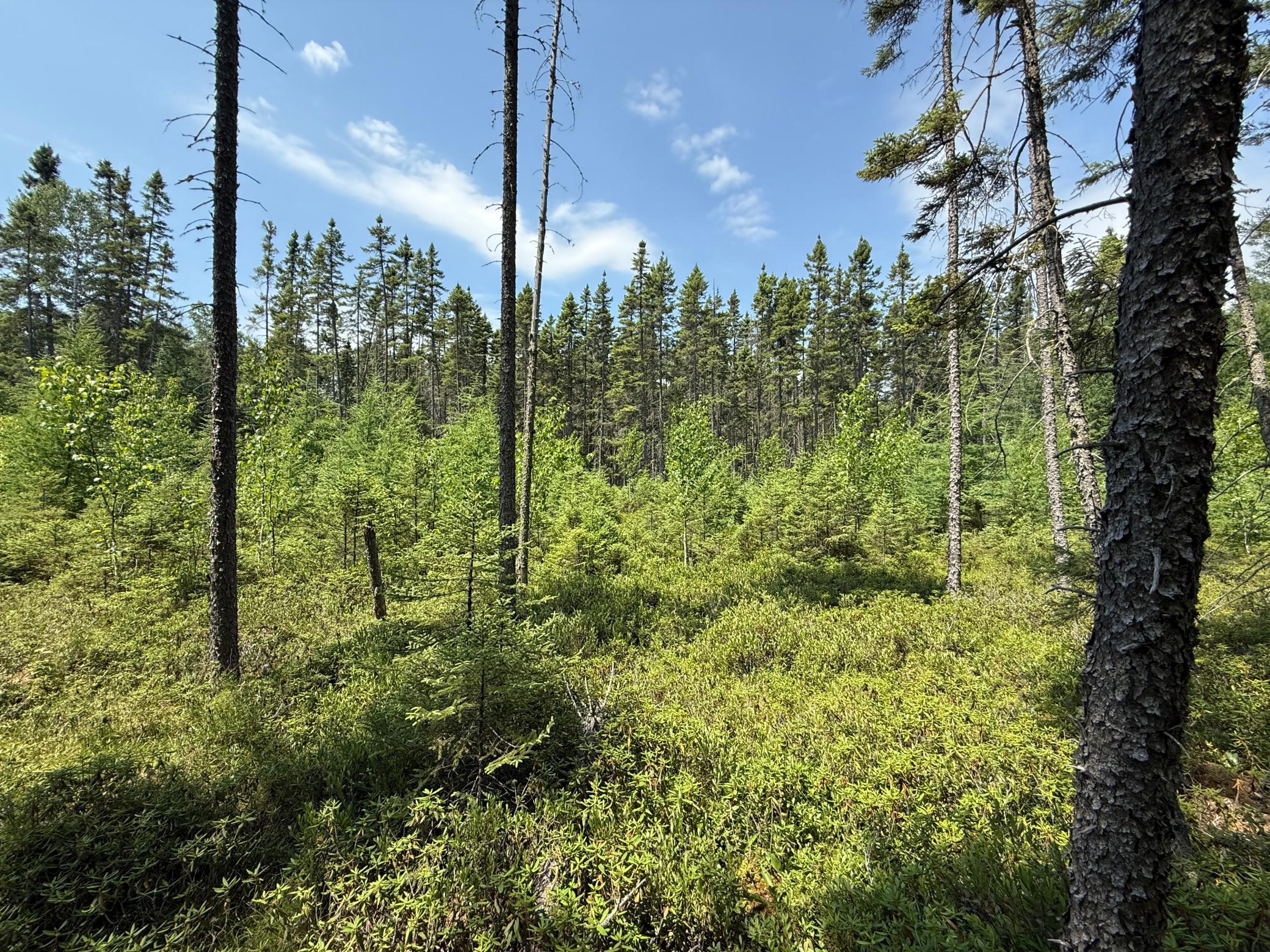 Tbd Tbd Arkola Road Cotton, MN 55724 - Photo 20 of 54