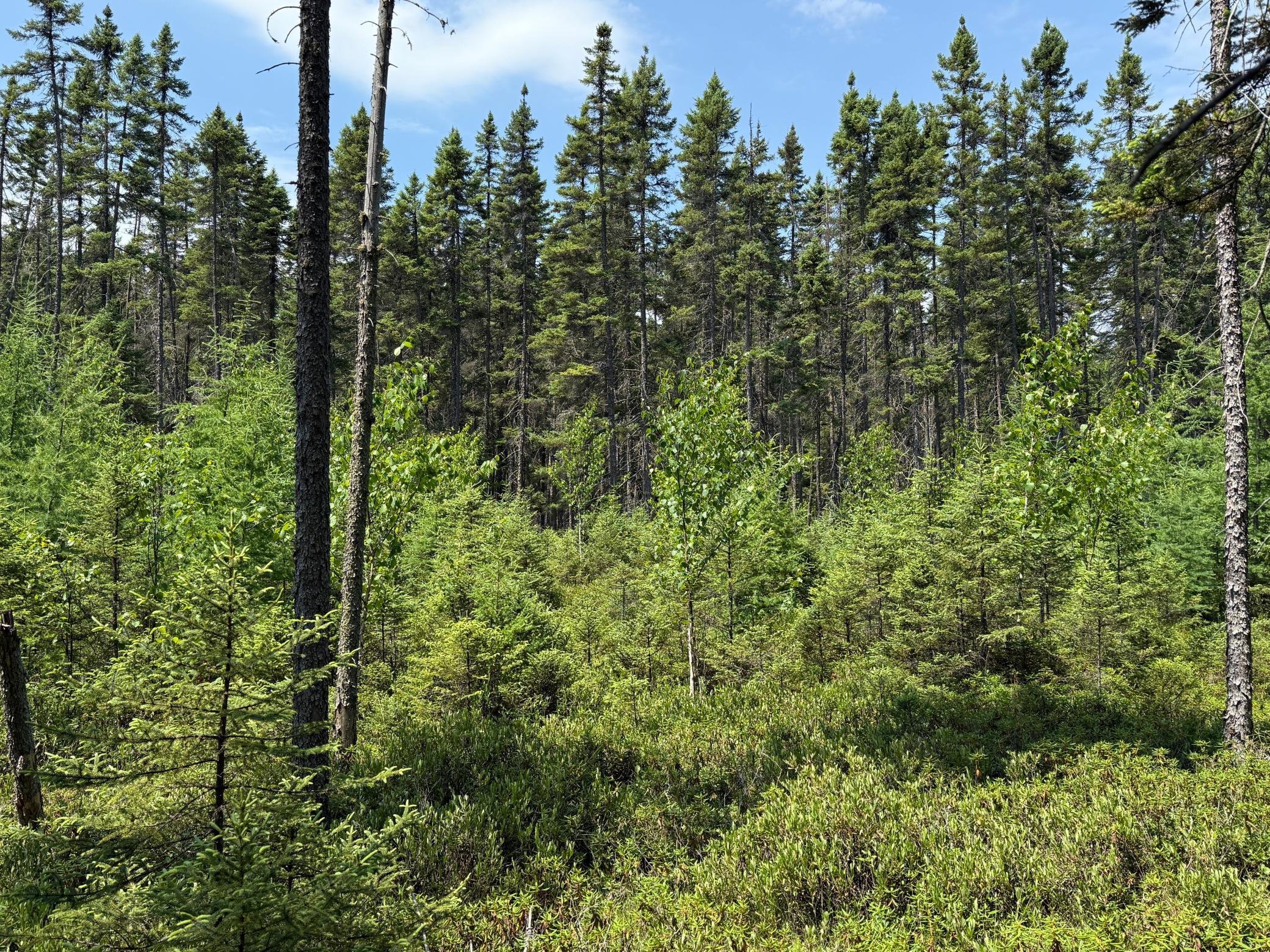 Tbd Tbd Arkola Road Cotton, MN 55724 - Photo 21 of 54