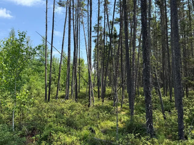 $37,000 | Tbd Tbd Arkola Road, Cotton, MN 55724