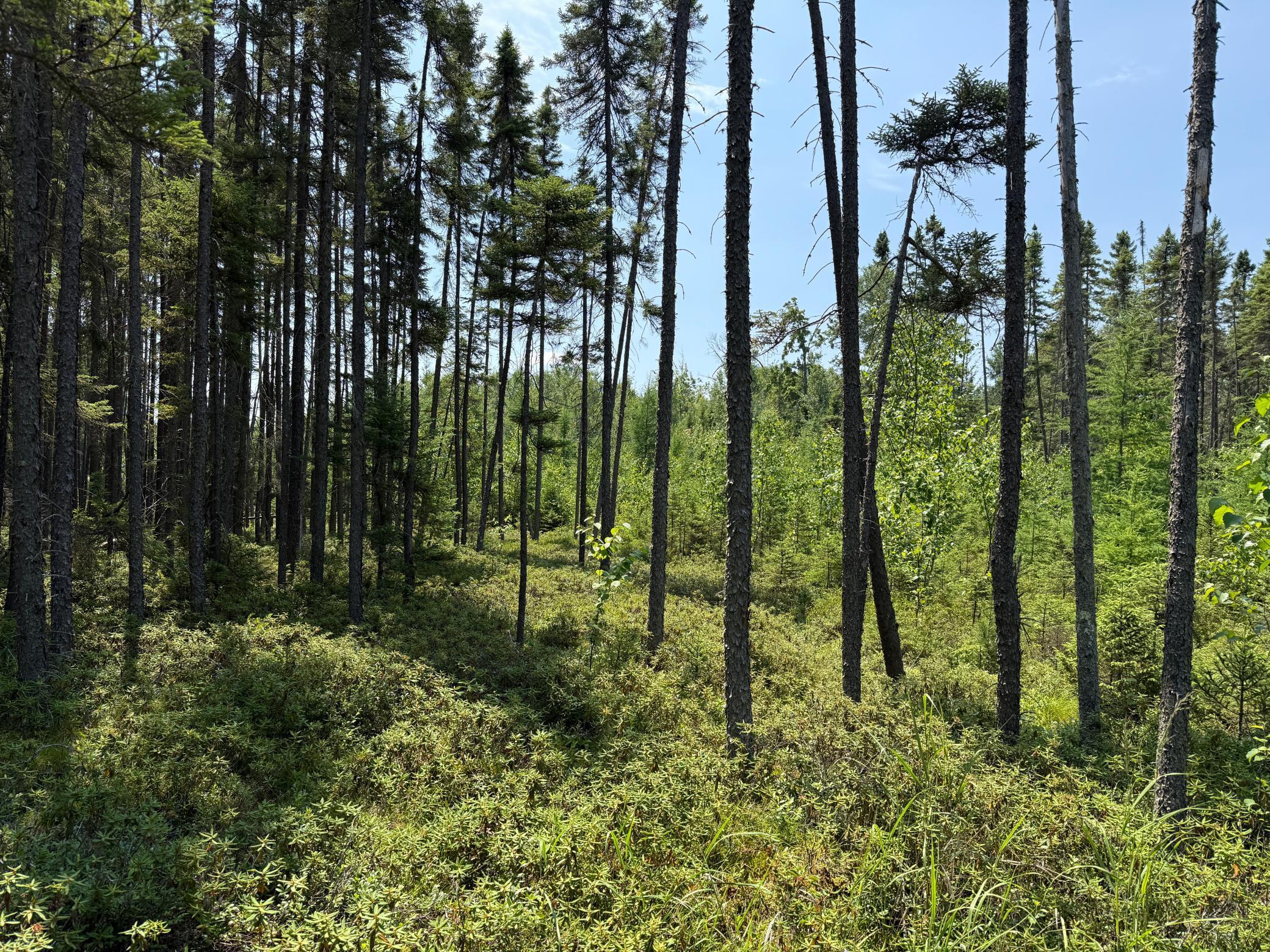 Tbd Tbd Arkola Road Cotton, MN 55724 - Photo 24 of 54