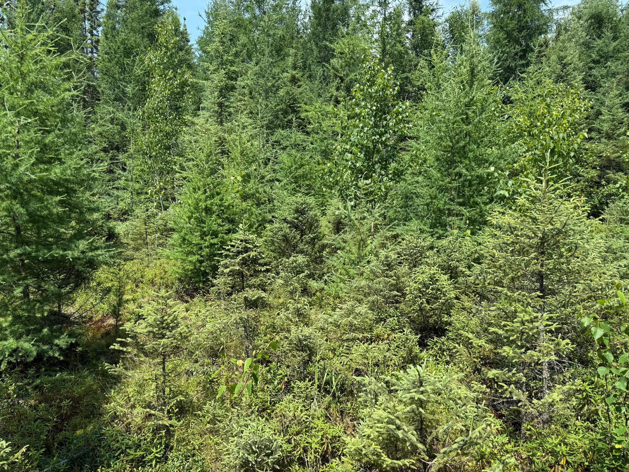 Tbd Tbd Arkola Road Cotton, MN 55724 - Photo 25 of 54