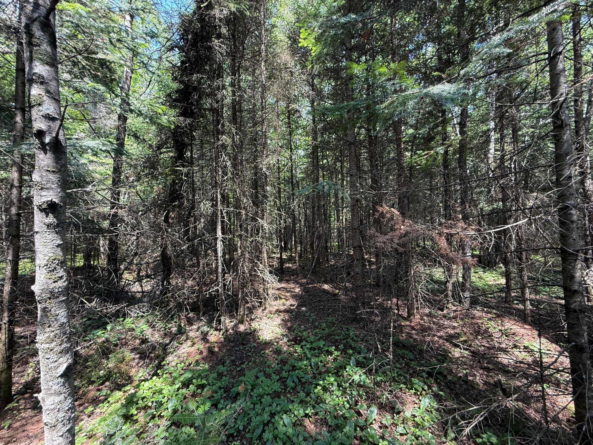 Tbd Tbd Arkola Road Cotton, MN 55724 - Photo 26 of 54