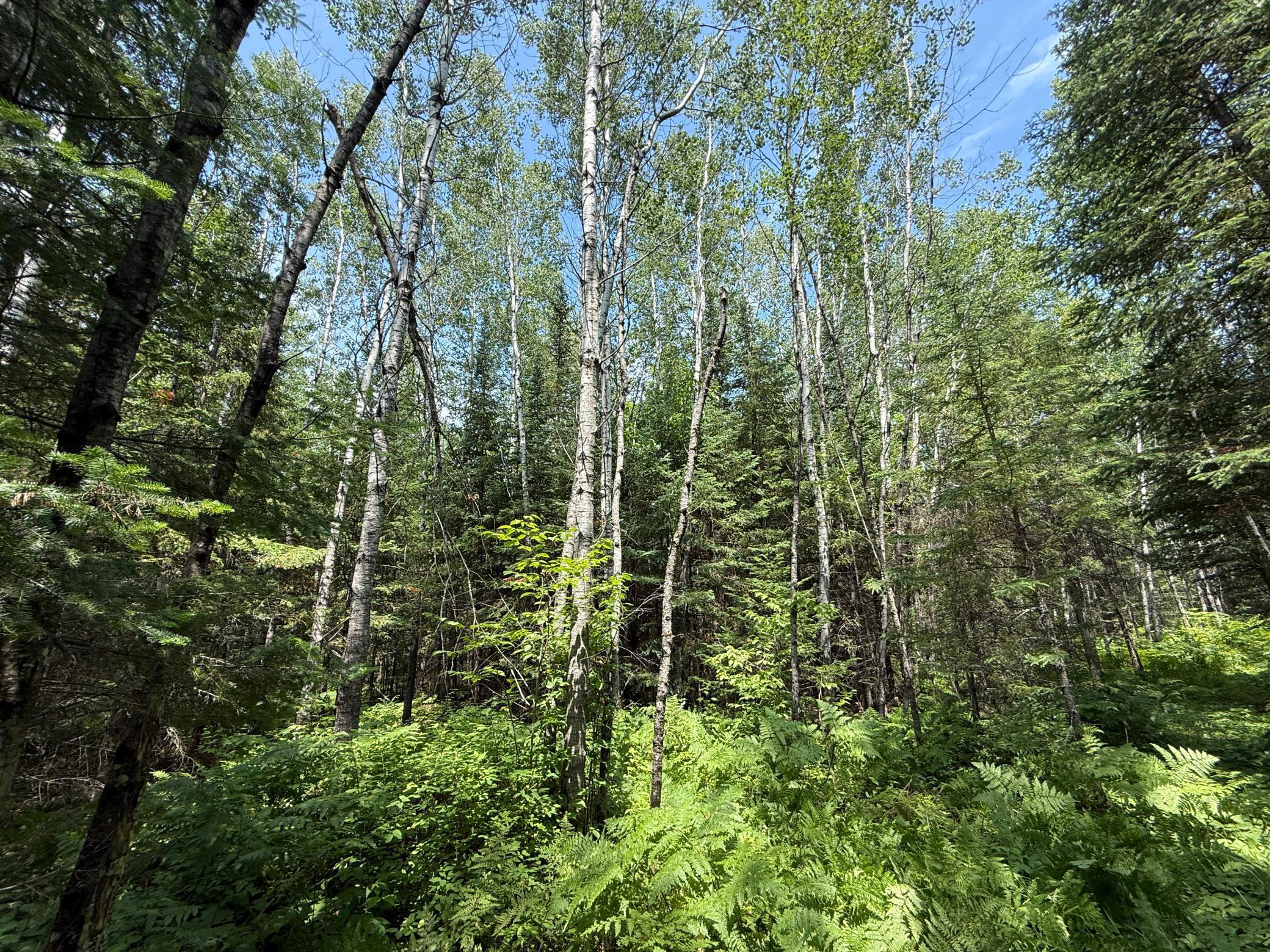 Tbd Tbd Arkola Road Cotton, MN 55724 - Photo 28 of 54