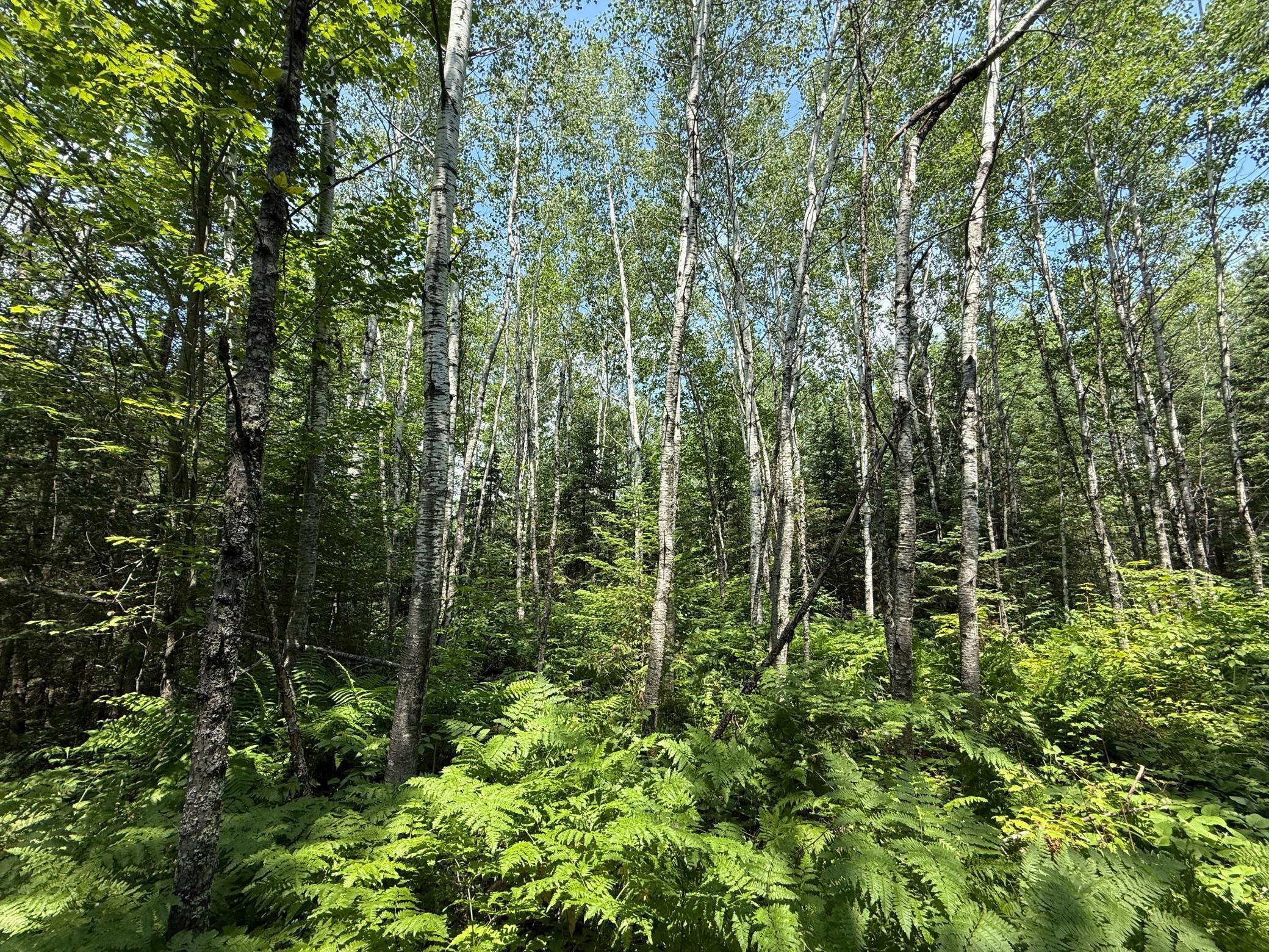 Tbd Tbd Arkola Road Cotton, MN 55724 - Photo 30 of 54