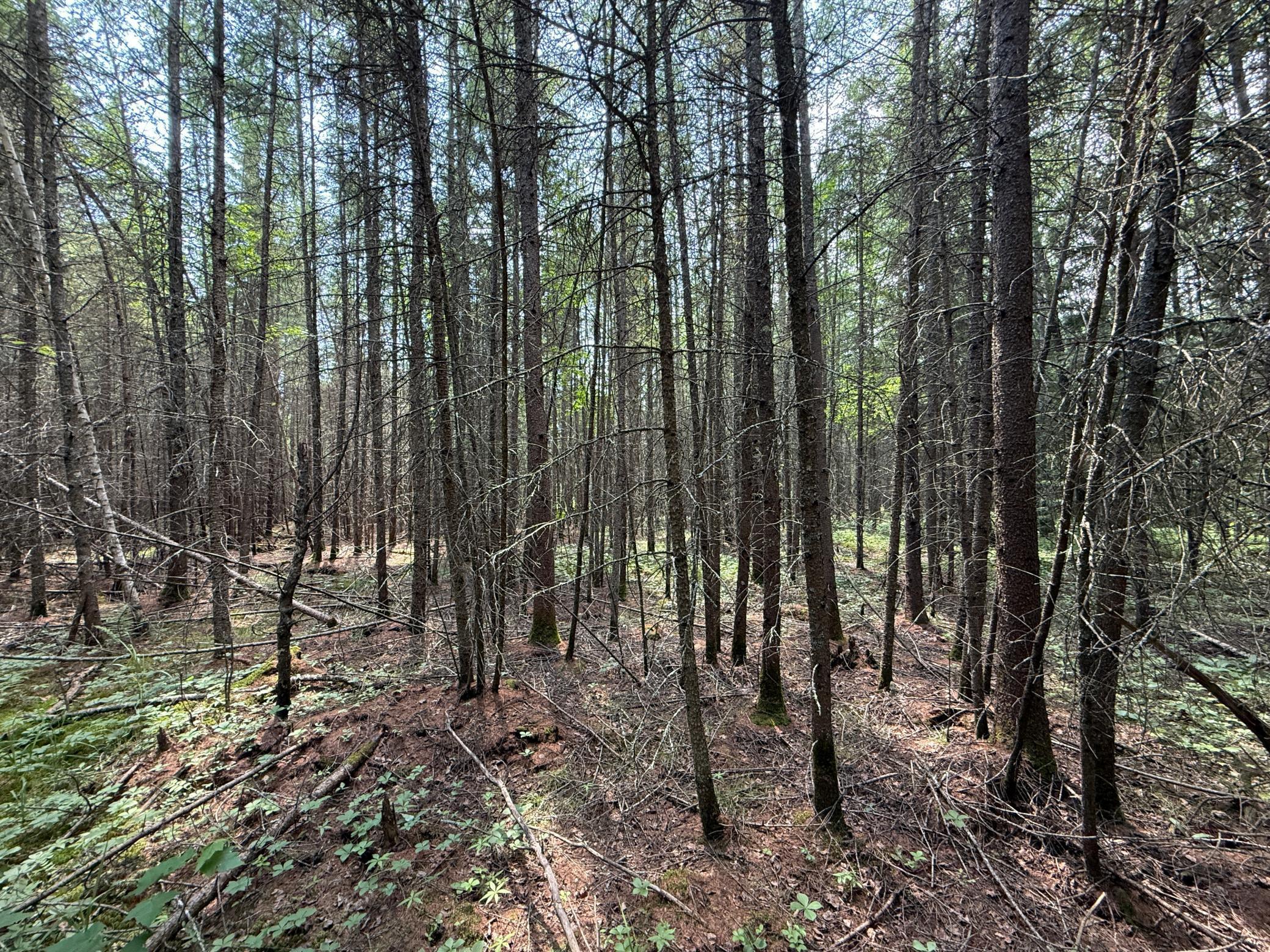 Tbd Tbd Arkola Road Cotton, MN 55724 - Photo 37 of 54