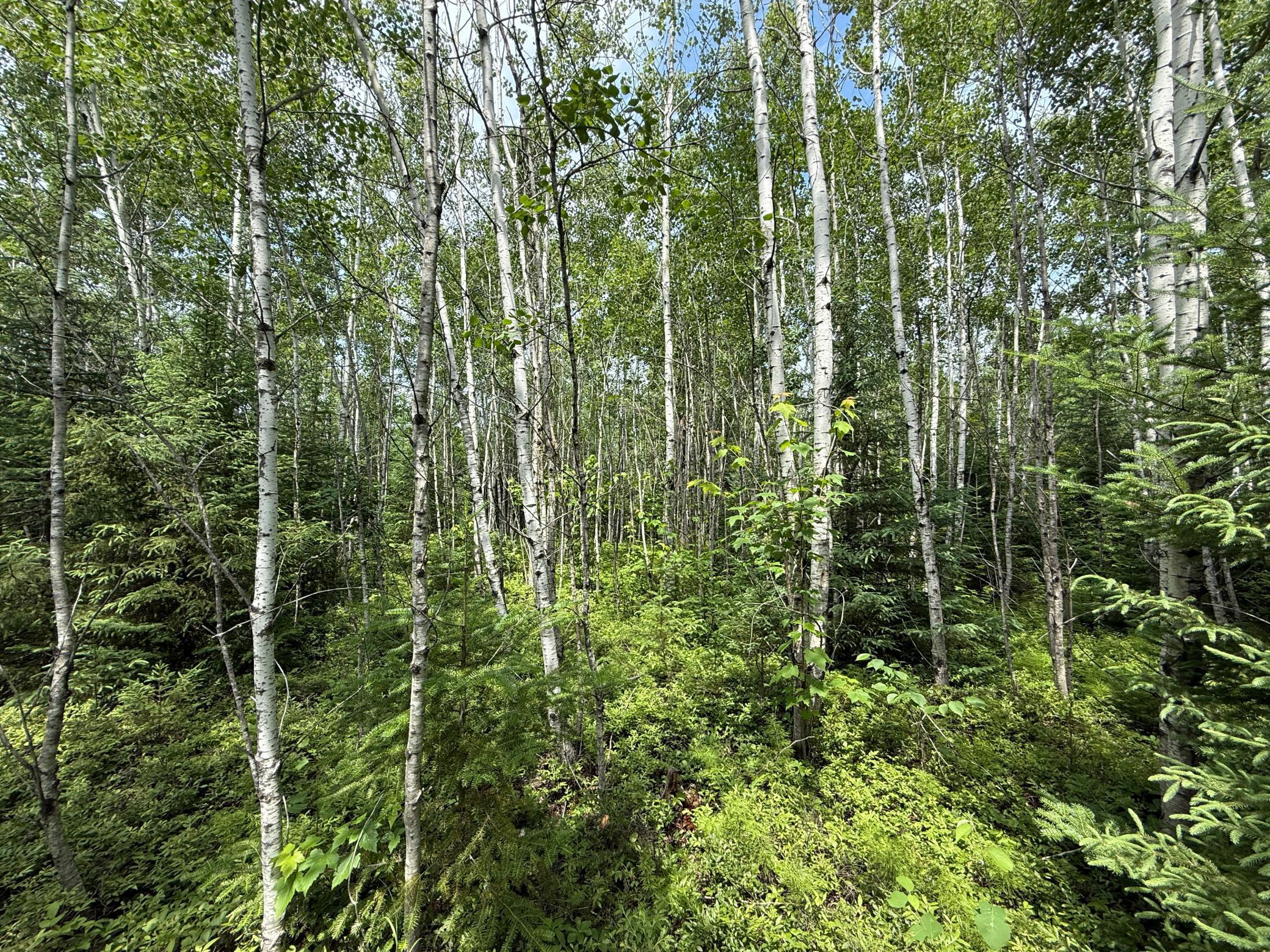 Tbd Tbd Arkola Road Cotton, MN 55724 - Photo 39 of 54