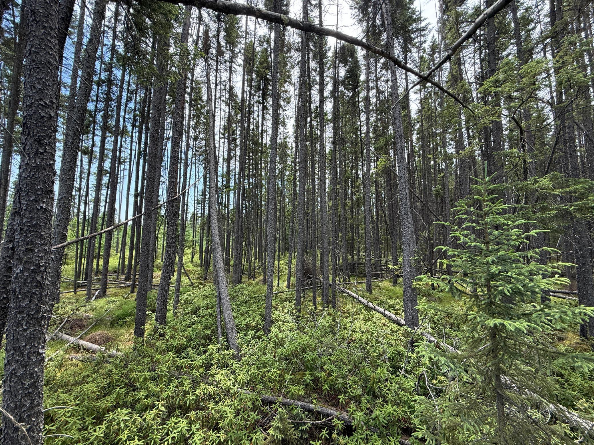 Tbd Tbd Arkola Road Cotton, MN 55724 - Photo 42 of 54