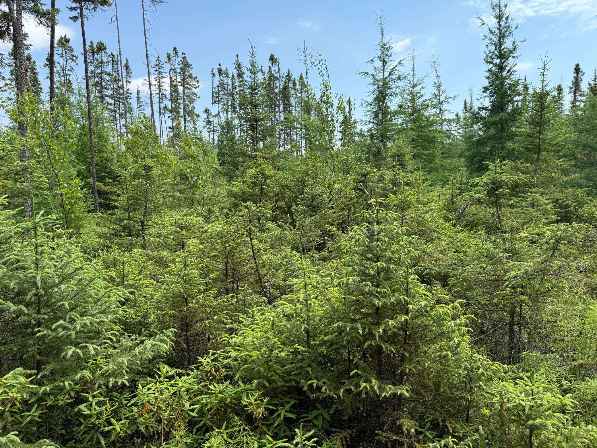 Tbd Tbd Arkola Road Cotton, MN 55724 - Photo 43 of 54