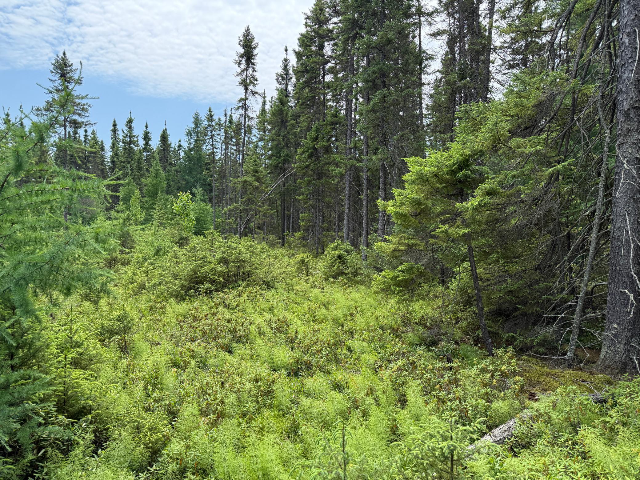 Tbd Tbd Arkola Road Cotton, MN 55724 - Photo 46 of 54