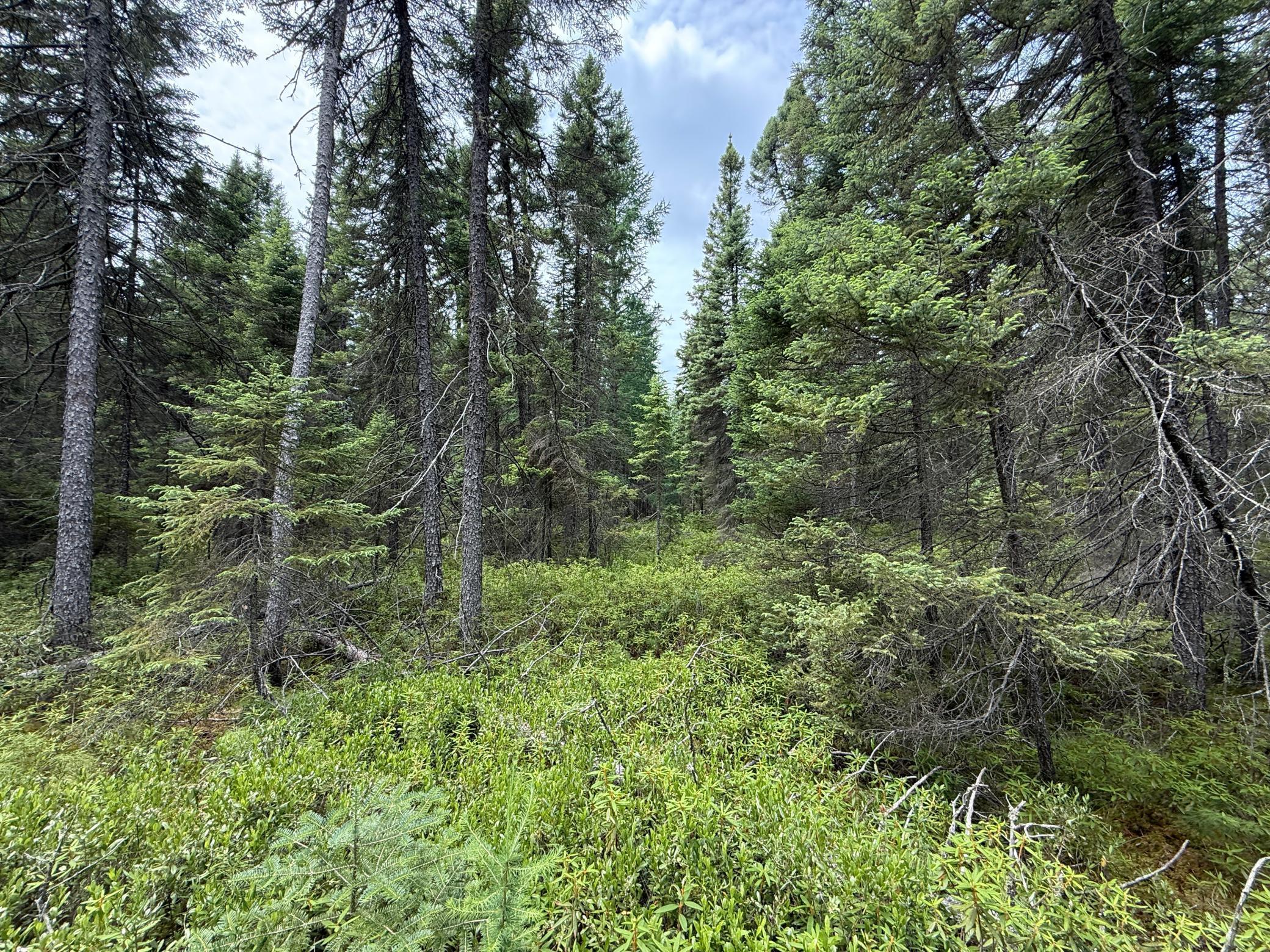 Tbd Tbd Arkola Road Cotton, MN 55724 - Photo 50 of 54