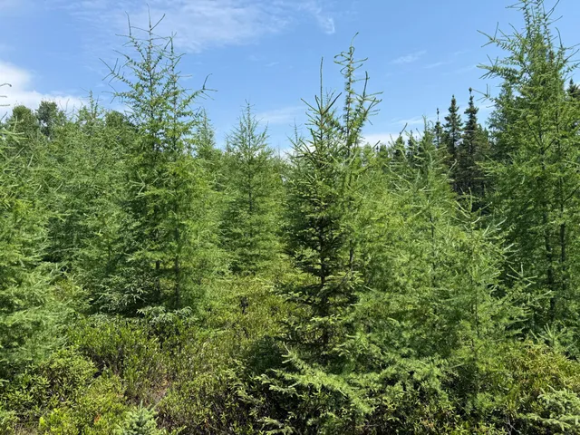 $37,000 | Tbd Tbd Arkola Road, Cotton, MN 55724