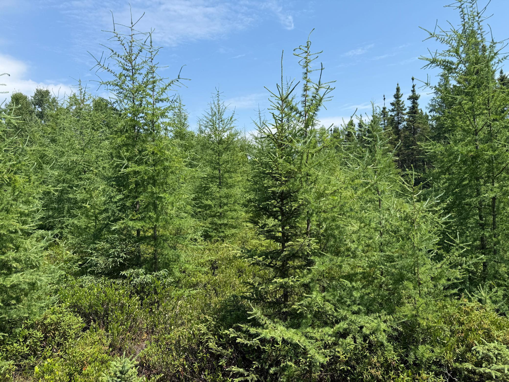 Tbd Tbd Arkola Road Cotton, MN 55724 - Photo 7 of 54