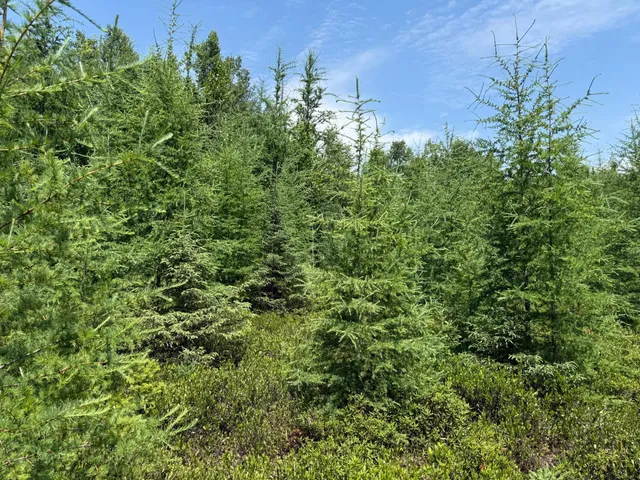 $37,000 | Tbd Tbd Arkola Road, Cotton, MN 55724