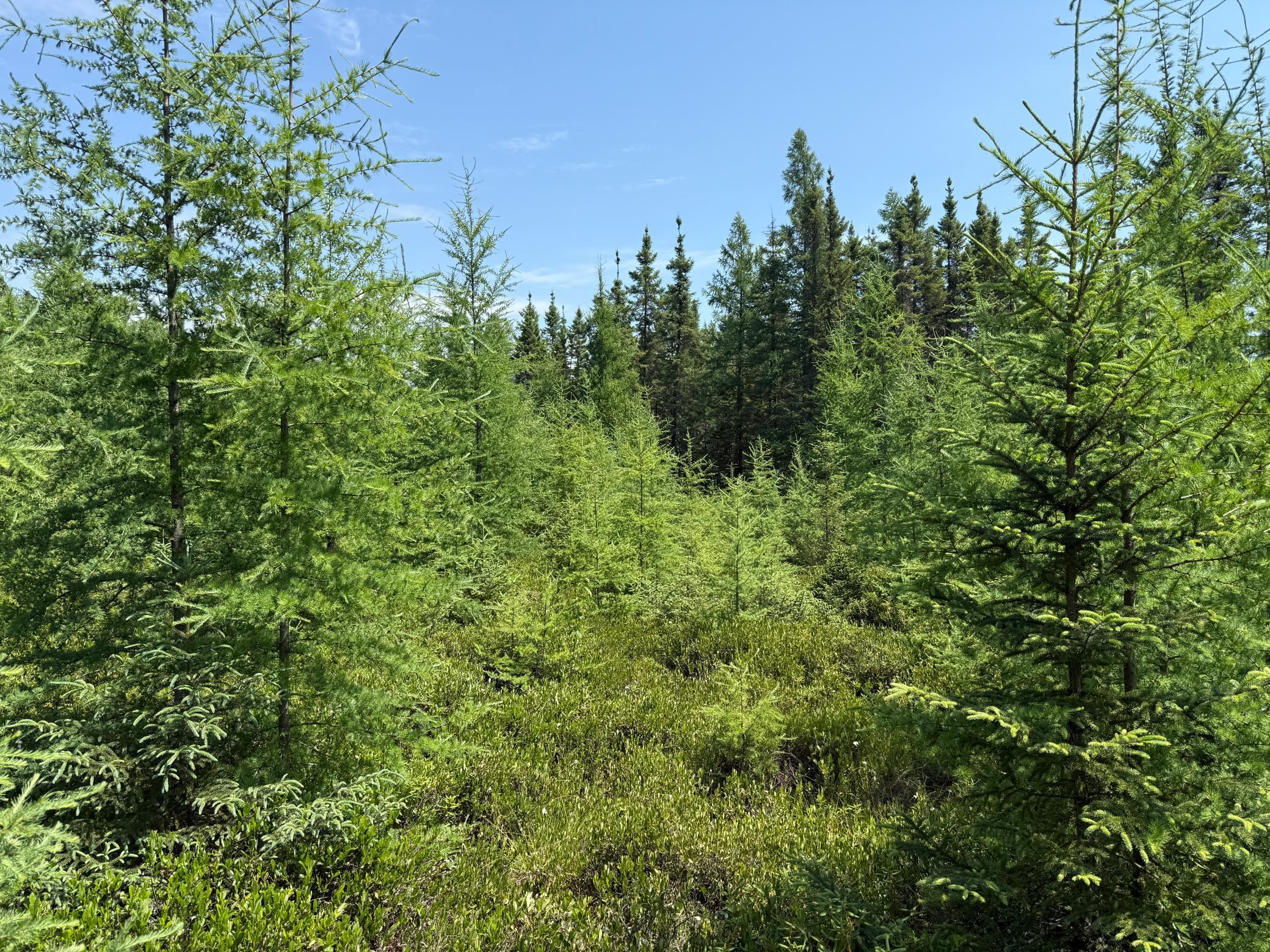 Tbd Tbd Arkola Road Cotton, MN 55724 - Photo 9 of 54