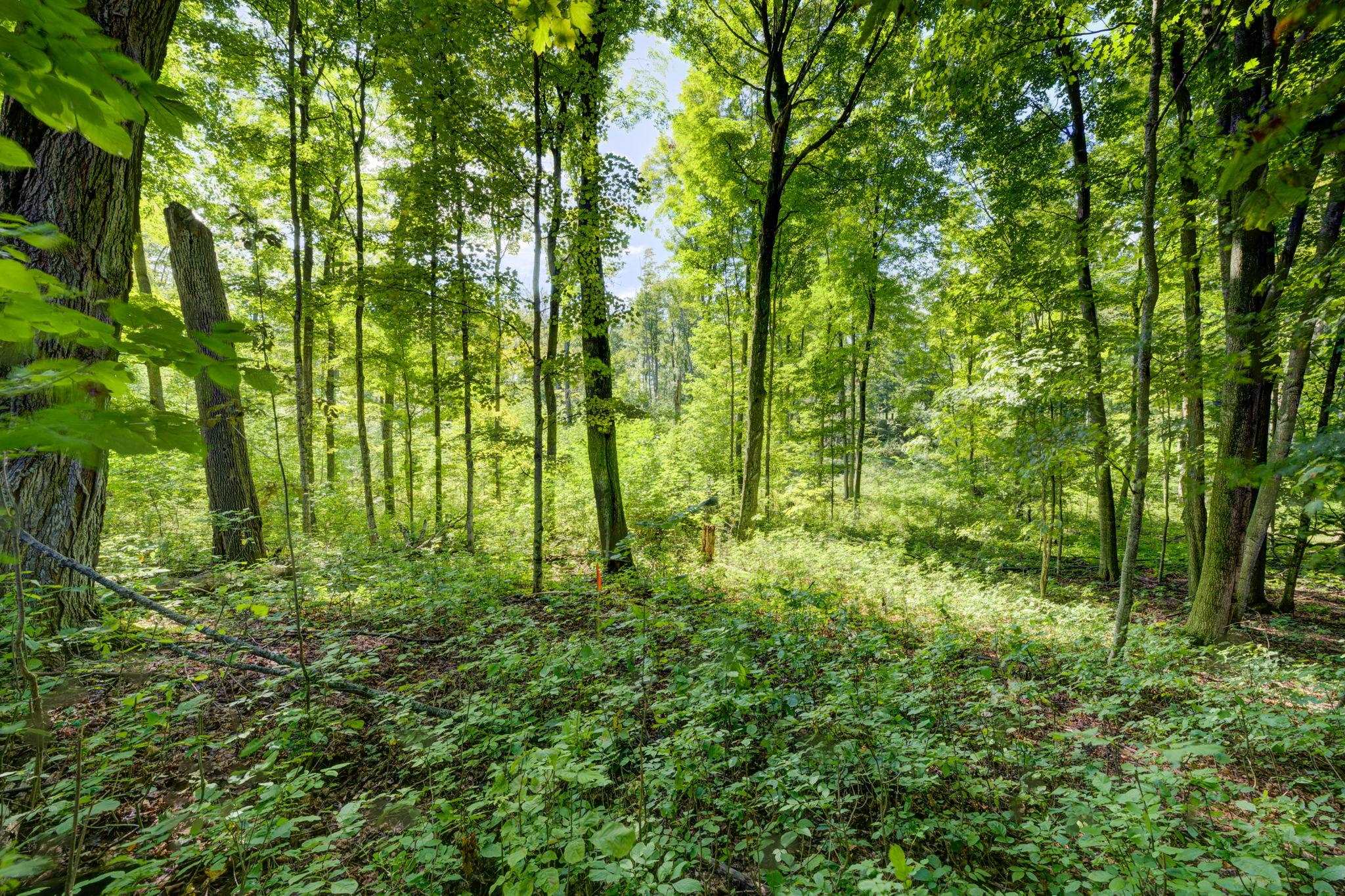 3483 Kiessel Road Central Lake, MI 49622 - Photo 14 of 52 1950663-97fd2048-2976-4175-a7ff-f95b6133260f.JPG