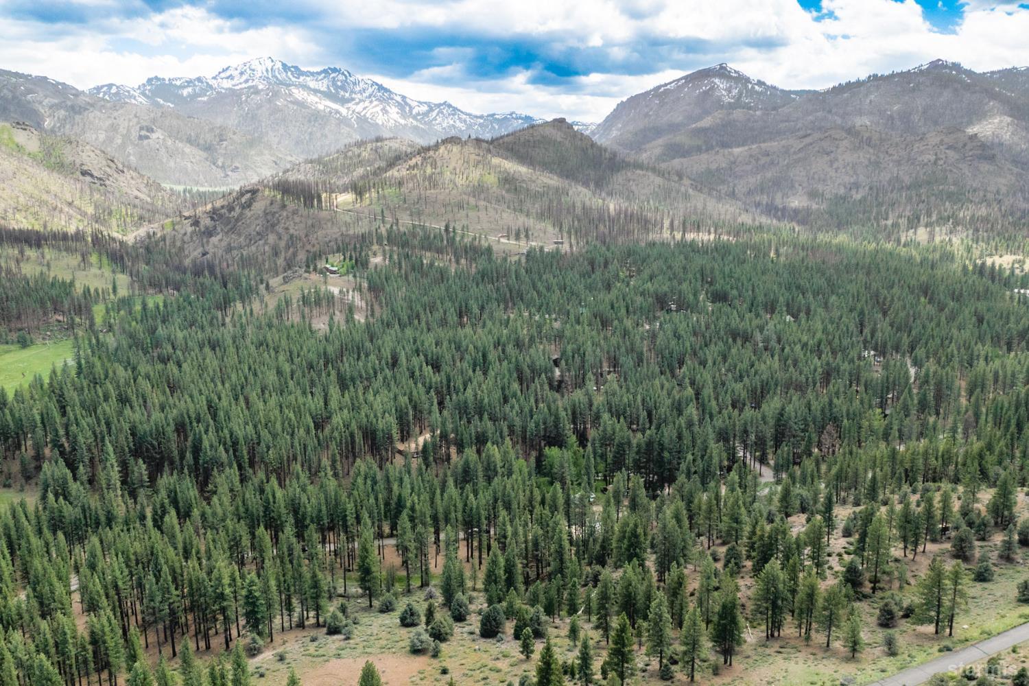 a view of a forest with mountains in the background