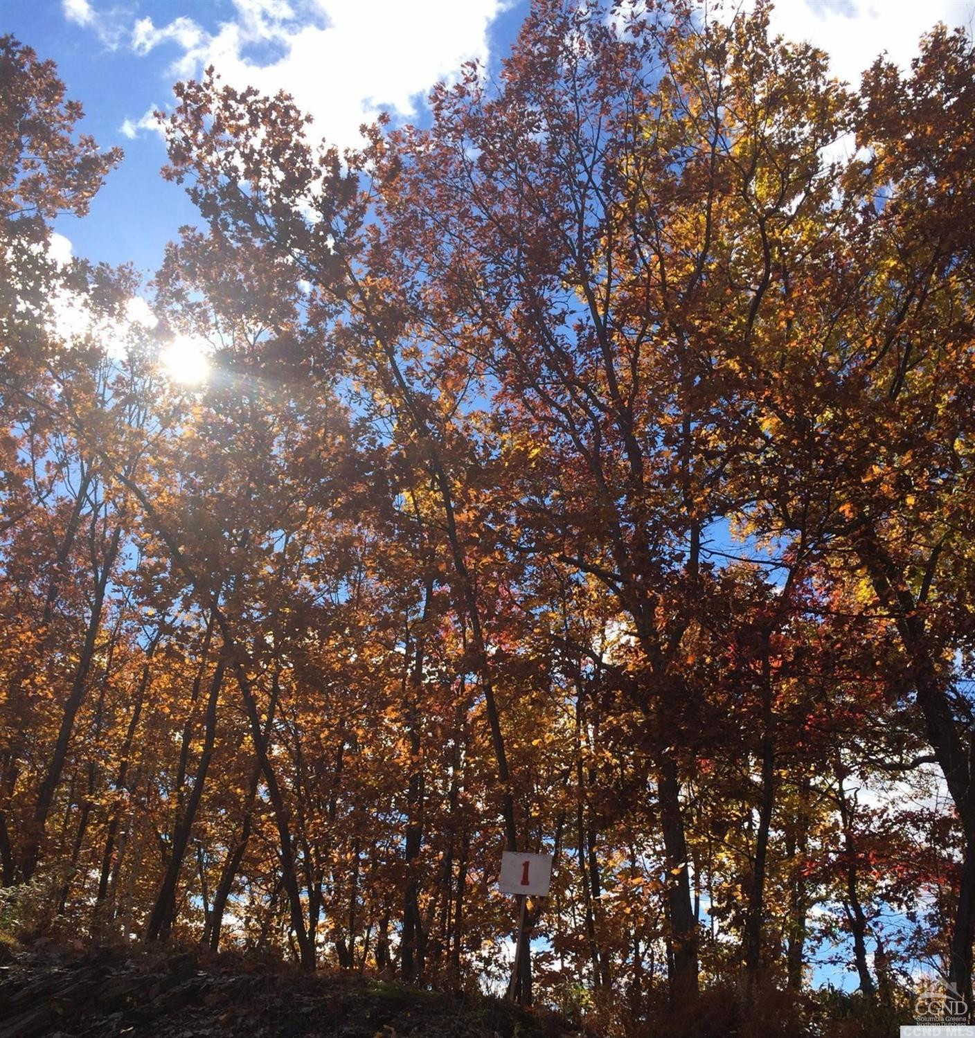 1 Stonegate Off Birch Hil Road Craryville, NY 12521 - Photo 5 of 5 a picture of tree