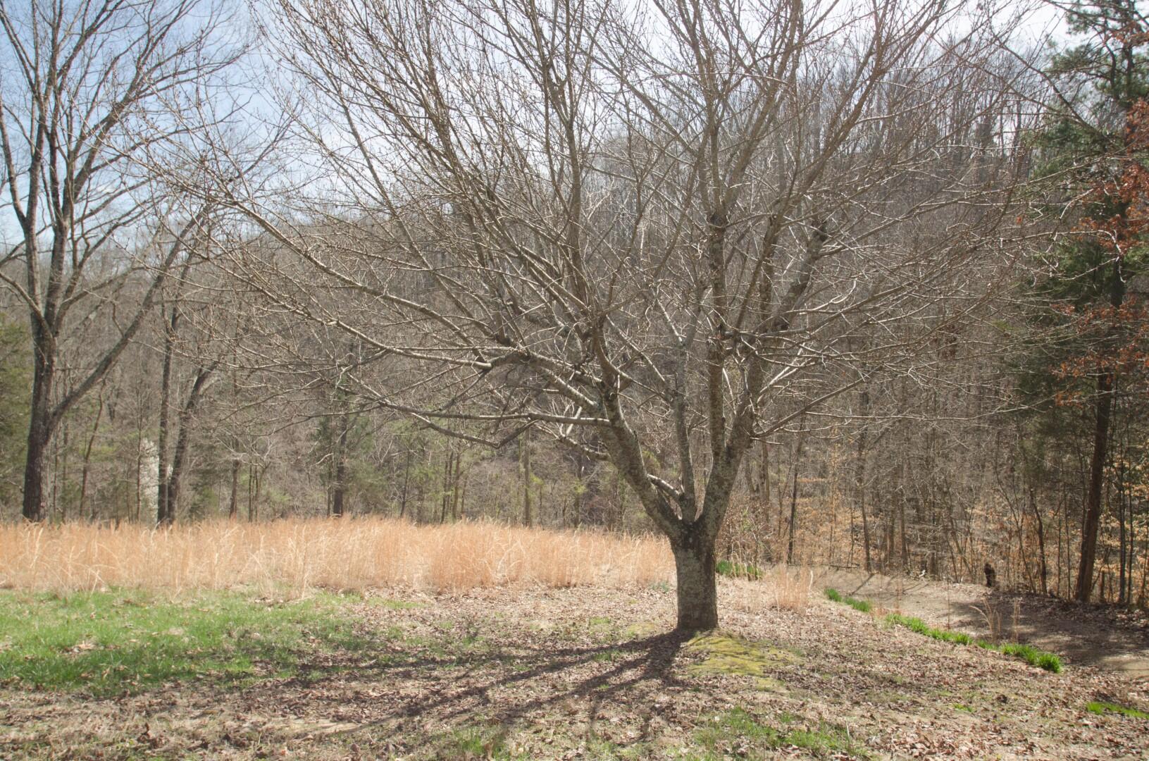 214 Reesor Hollow Road Church Hill, TN 37642 - Photo 25 of 26 Reesor Hollow-25