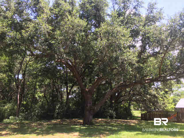 49 Sedgefield Avenue Fairhope, AL 36532 - Photo 2 of 4 Giant old oak
