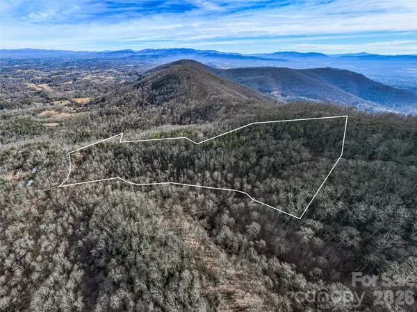 a view of a forest with a mountain