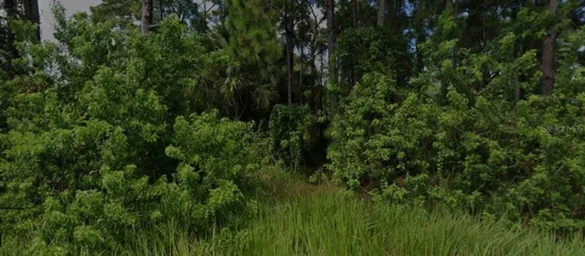 a view of a lush green space