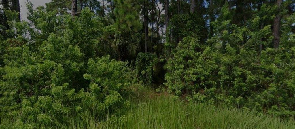 a view of a lush green space