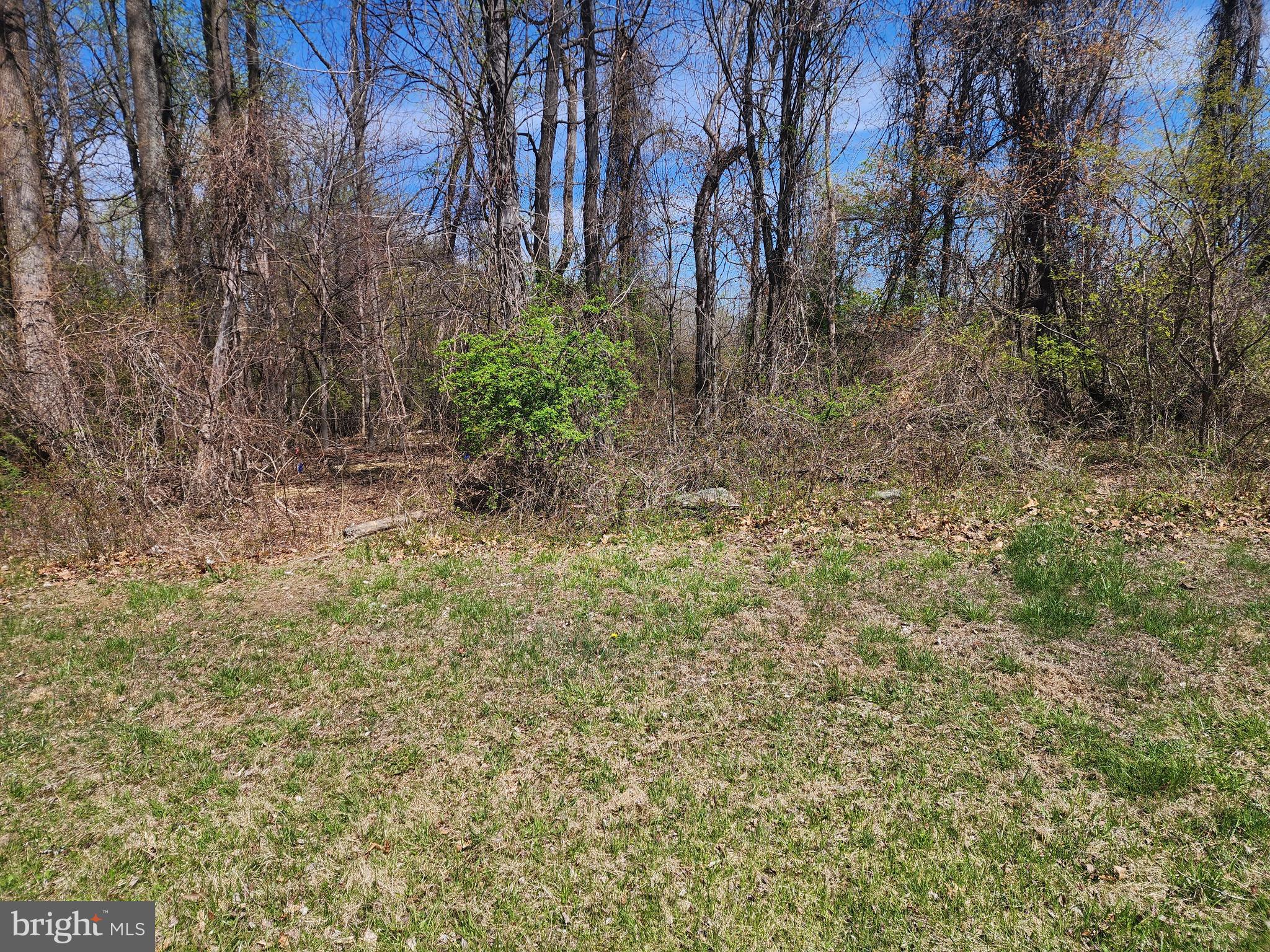 a view of a yard with plants and trees