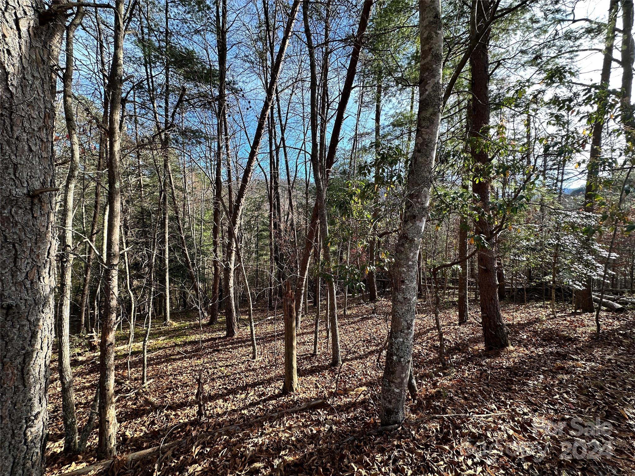 Tbd Burley Ridge Candler, NC 28715 - Photo 13 of 18 Gallery Image 13